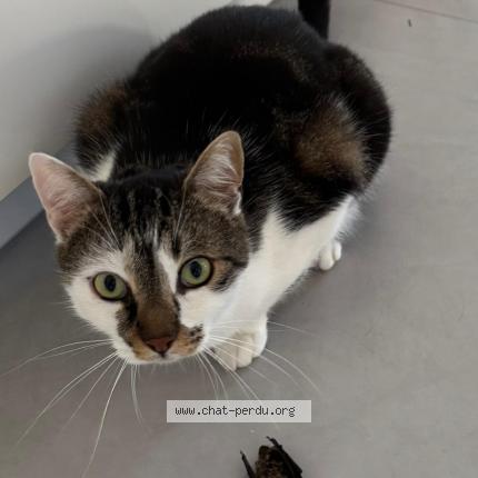 Photo 1/1 Choco Chat perdu à St georges de reneins