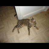 Photo de chat perdu à Bagneux