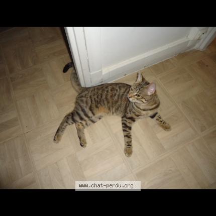 Photo 1/1 Chat retrouvé Perdu à Bagneux