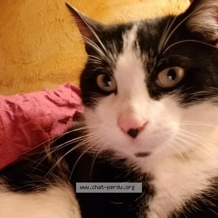 Photo 1/2 Chat retrouvé Perdu à Maintenon