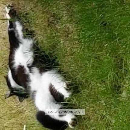 Photo 2/2 Chat retrouvé Perdu à Maintenon