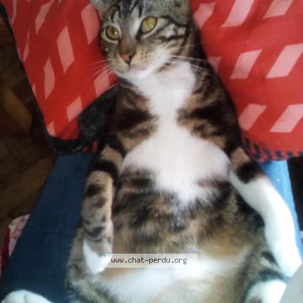 Photo 1/1 Chat retrouvé Perdu à Valognes