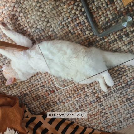 Photo de chat perdu à Rennes