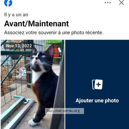 Photo 1/1 Oreo Chat perdu à Blace