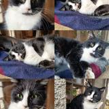 Photo de chat perdu à Velleminfroy