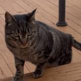 Photo de chat trouvé à Deer Park