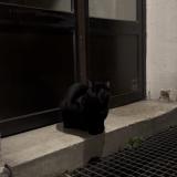Photo de chat trouvé à Paris