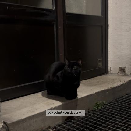 Photo 1/1 Chat trouvé Trouvé à Paris