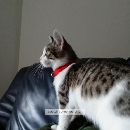 Photo 1/1 Chat retrouvé Perdu à Raismes