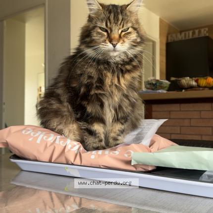 Photo 1/1 Pablo Chat perdu à Criquiers