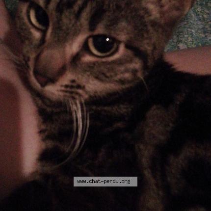 Photo 1/1 Luxio Chat perdu à Raphele les arles