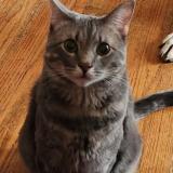 Photo de chat perdu à Park Hills