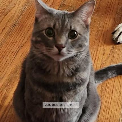Photo 1/1 Boonsie Chat perdu à Park hills