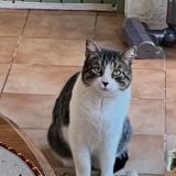Photo de chat trouvé à Lunel Viel