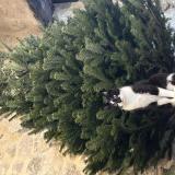 Photo de chat perdu à Ansouis