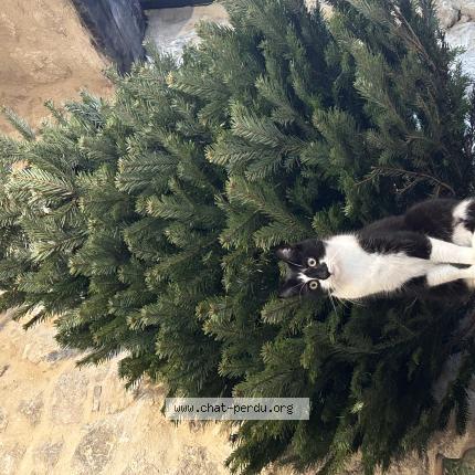 Photo 1/1 Scampi Chat perdu à Ansouis