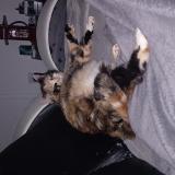 Photo de chat perdu à Saint Sulpice La Pointe