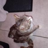 Photo de chat perdu à Saint Sulpice La Pointe