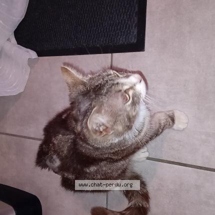 Photo 1/1 Xena Chat perdu à Saint sulpice la pointe