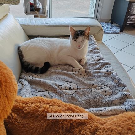 Photo 1/1 Chat retrouvé Perdu à Besayes