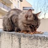 Photo de chat trouvé à Le Mans