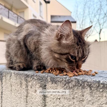 Photo 1/1 Chat retrouvé Trouvé à Le mans