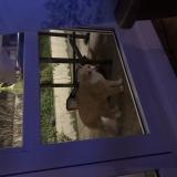 Photo de chat trouvé à Vanves