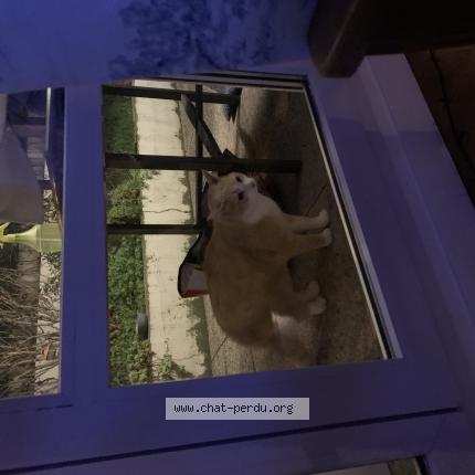 Photo 1/1 Chat trouvé Trouvé à Vanves