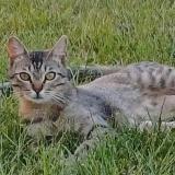 Photo de chat perdu à Sainte Anastasie Sur Issole