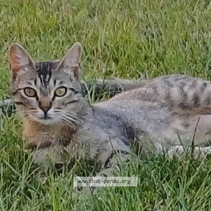 Photo 1/1 Chat retrouvé Perdu à Sainte Anastasie Sur Issole