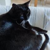 Photo de chat perdu à Nantes