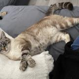 Photo de chat perdu à Duras