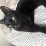 Photo de chat perdu à Antibes