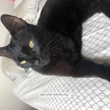 Photo 1/1 Trio Chat perdu à Antibes