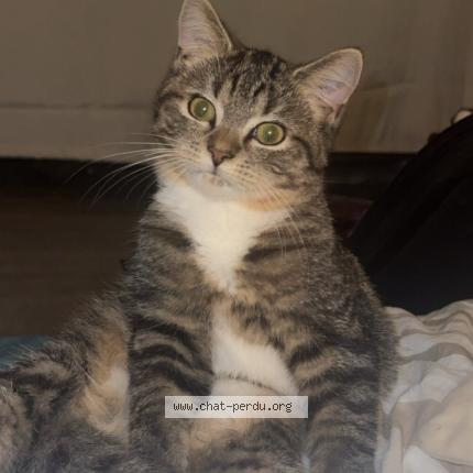 Photo 1/2 Maycco Chat perdu à Longvic