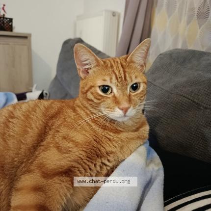 Photo 1/1 Chat retrouvé Perdu à Marquette lez lille