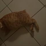 Photo de chat perdu à Bron