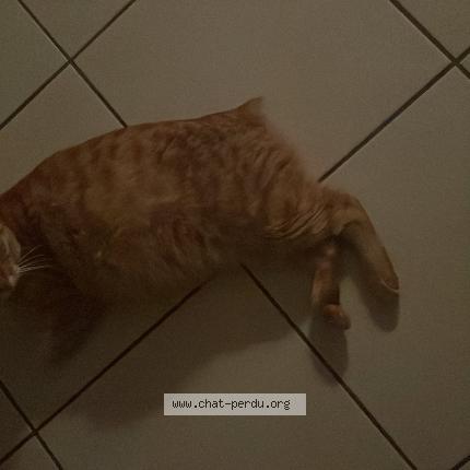 Photo 1/1 Cococha Chat perdu à Bron