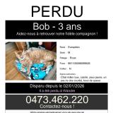 Photo de chat perdu à Wandre