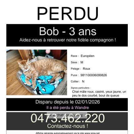 Photo 1/1 Bob Chat perdu à Wandre