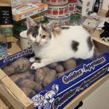 Photo de chat perdu à Niort