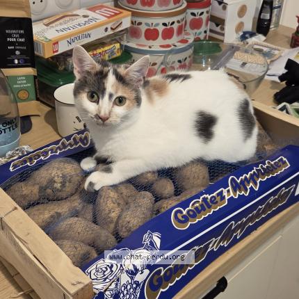 Photo 1/1 Chat retrouvé Perdu à Niort