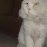 Photo de chat trouvé à Lahore