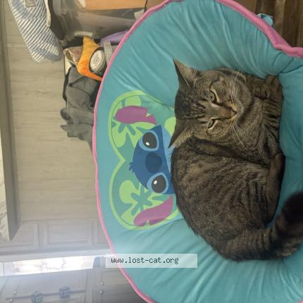 Photo 1/1 Forrest Chat perdu à Lakeland