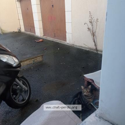 Photo 1/2 Chat trouvé Trouvé à Limeil brevannes