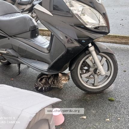 Photo 2/2 Chat trouvé Trouvé à Limeil brevannes