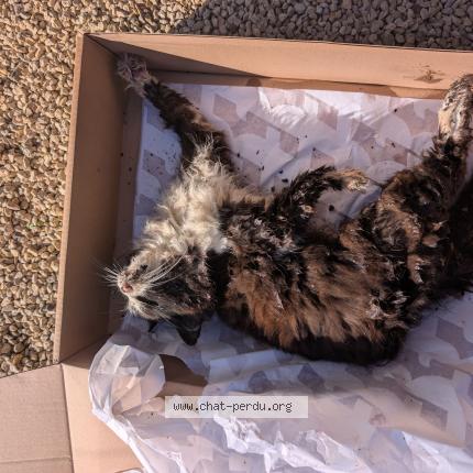 Photo 1/1 Chat trouvé Trouvé à Poitiers