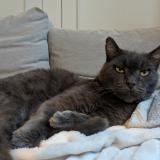 Photo de chat perdu à Blaye