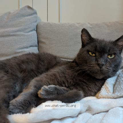 Photo 1/1 Scoubidou Chat perdu à Blaye