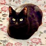 Photo de chat perdu à Castelnau Le Lez